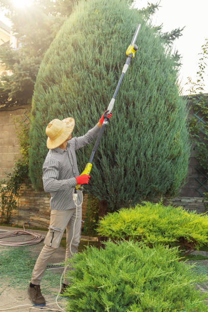 Best Lawn Maintenance Plans  in Mount Hermon, CA